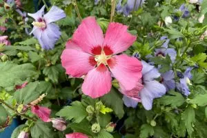 Fertilizing Hibiscus Keep Your Hibiscus Blooming All Season Long1