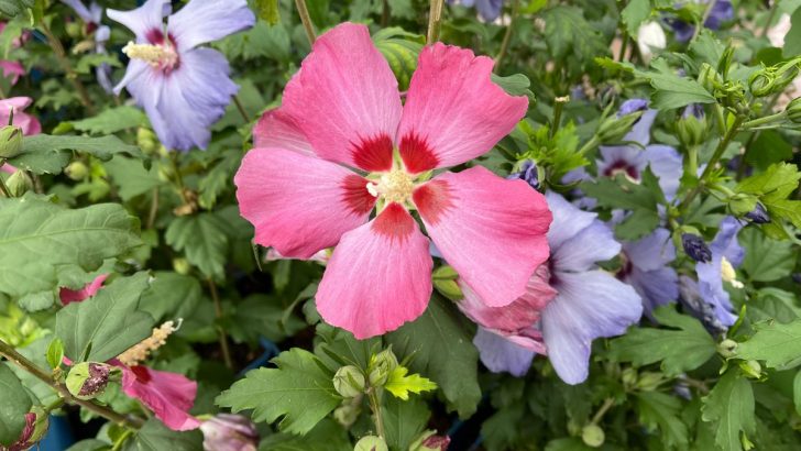 Fertilizing Hibiscus: Keep Your Hibiscus Blooming All Season Long