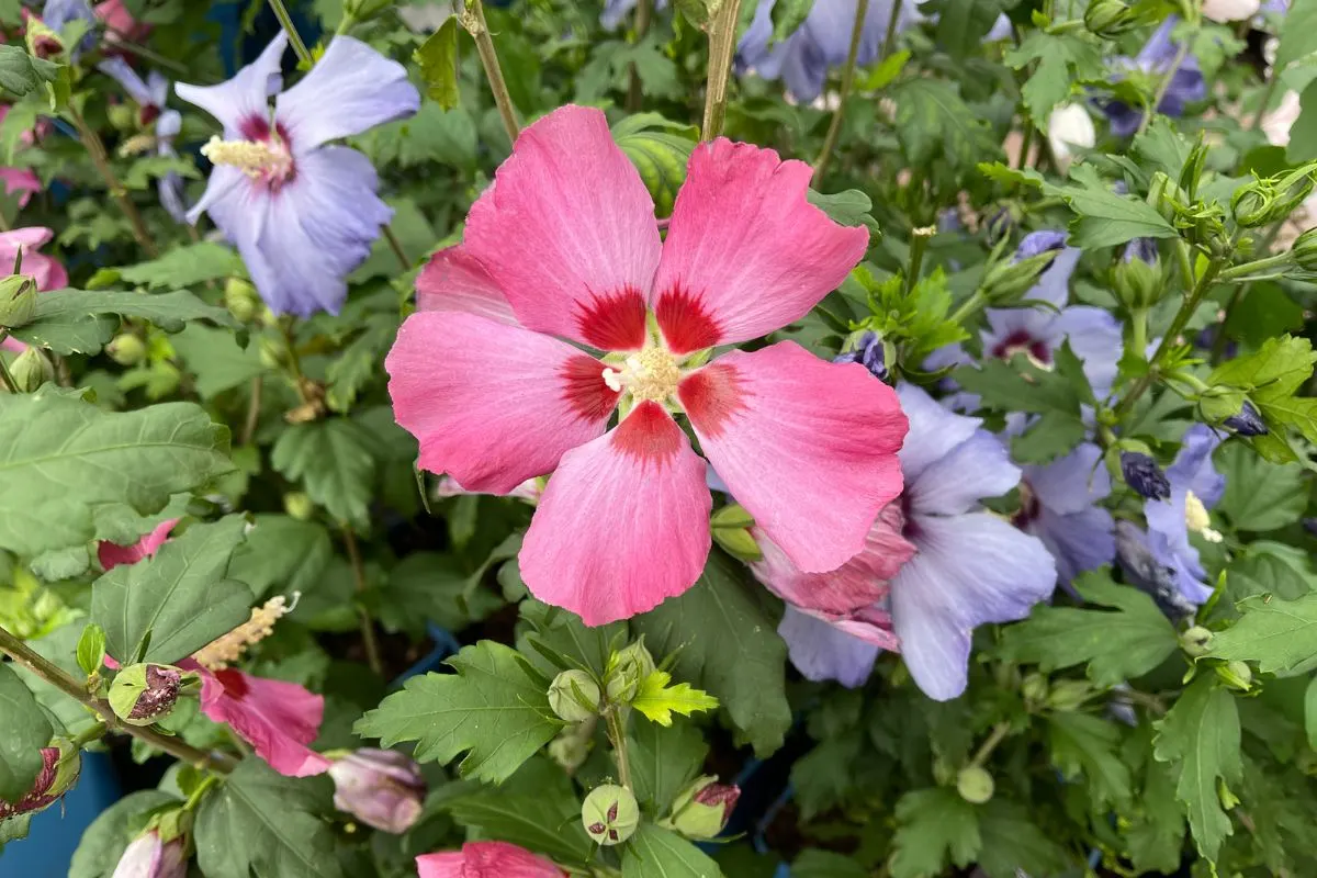 Fertilizing Hibiscus Keep Your Hibiscus Blooming All Season Long1