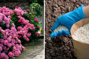 Fertilizing Hydrangeas the Right Way for Spectacular Blooms Like Never Before