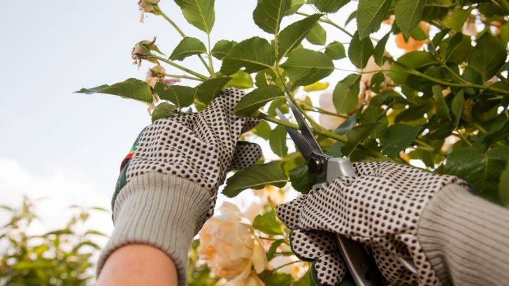 Follow These 5 Steps to Properly Prune Your Roses