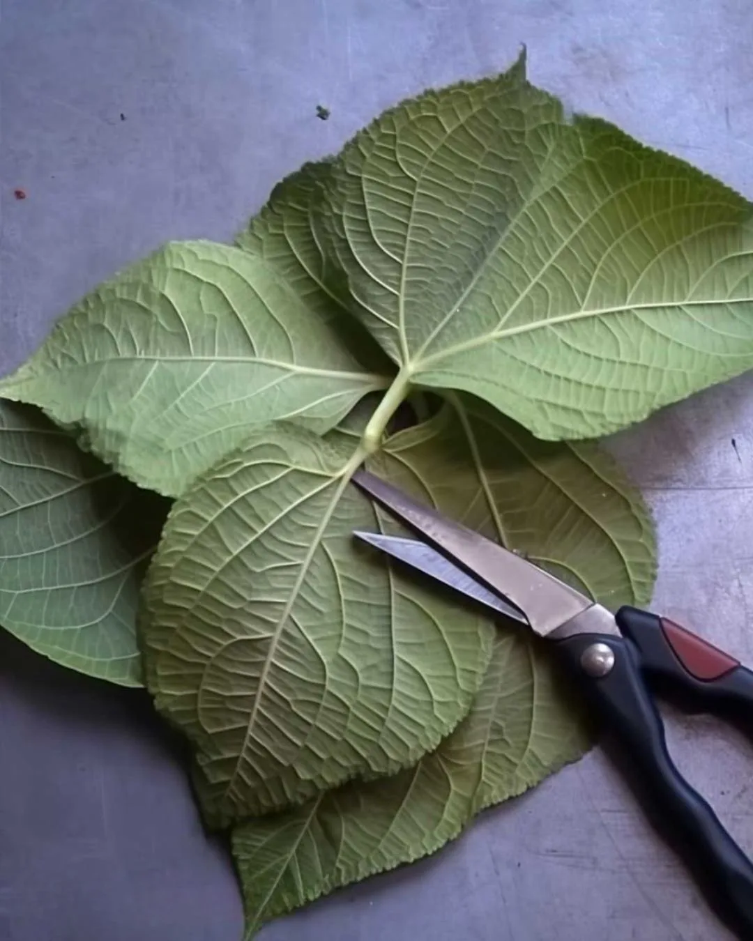 From Cuttings to Gorgeous Hydrangeas Here's How