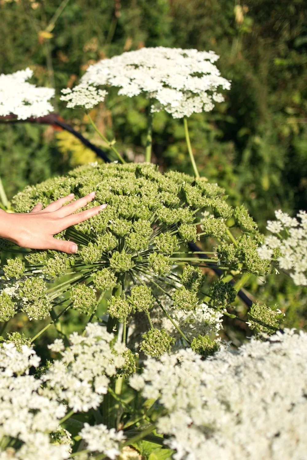 Giant Hogweed