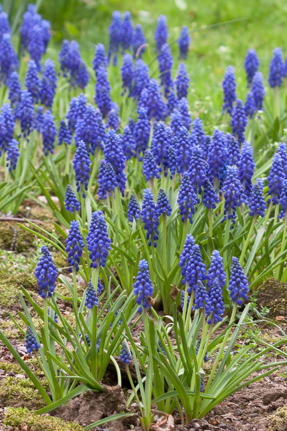 Grape Hyacinths (Muscari)