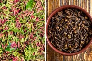 Grow Your Own Cloves From Seed to Spice with Ease