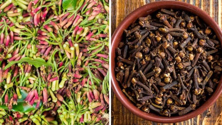 Grow Your Own Cloves: From Seed to Spice with Ease