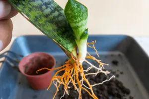 Grow Your Own Snake Plant Cluster with These Proven Propagation Methods