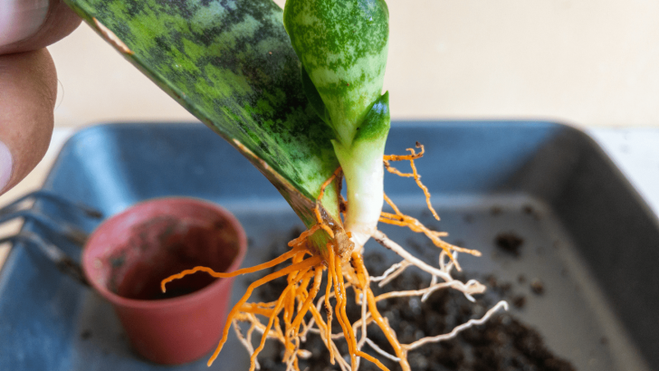 Grow Your Own Snake Plant Cluster with These Proven Propagation Methods