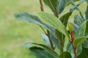 Grow a Bay Tree at Home and Discover 5 Amazing Uses for Bay Leaves