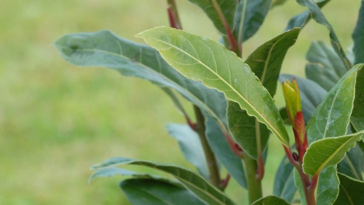 Grow a Bay Tree at Home and Discover 5 Amazing Uses for Bay Leaves