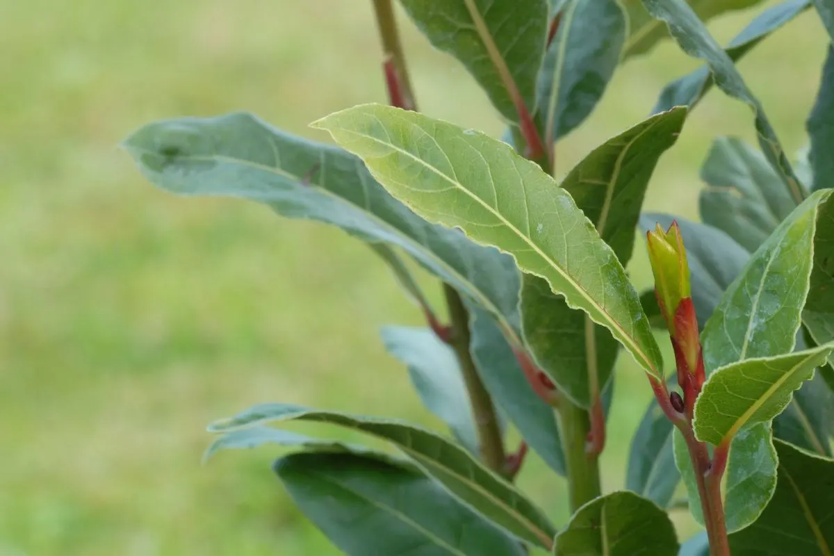 Grow a Bay Tree at Home and Discover 5 Amazing Uses for Bay Leaves