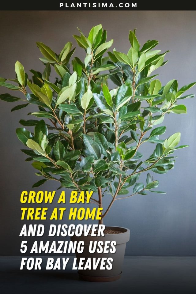 Grow a Bay Tree at Home and Discover 5 Amazing Uses for Bay Leaves