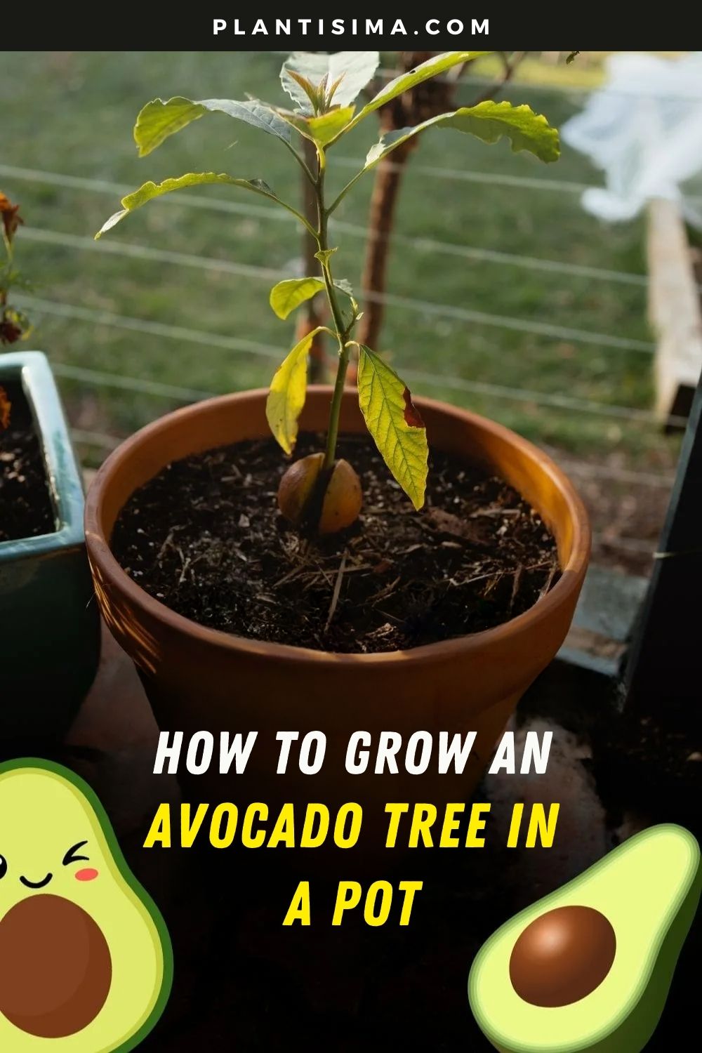 Are You Missing Out on Homegrown Avocados? Here's How to Grow and Bloom ...