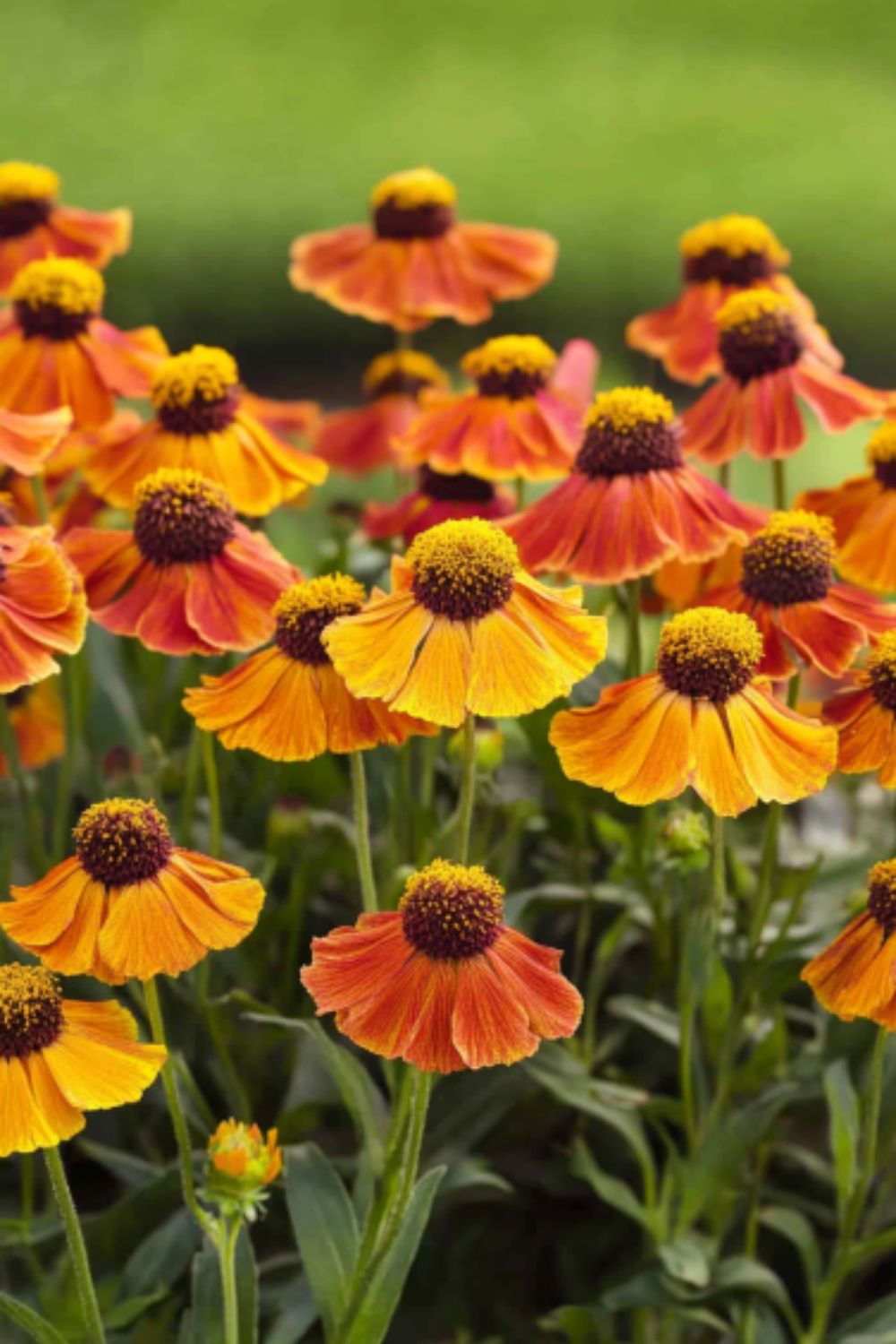 Helenium (Helenium)