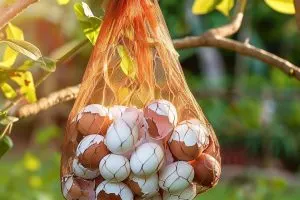 Here’s Why You Should Hang a Mesh Bag of Eggshells in Your Garden