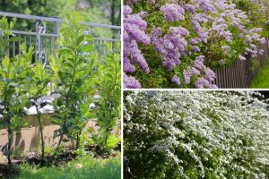 Hide in Plain Sight with These 14 Fast Growing Shrubs That Outsmart Prying Eyes