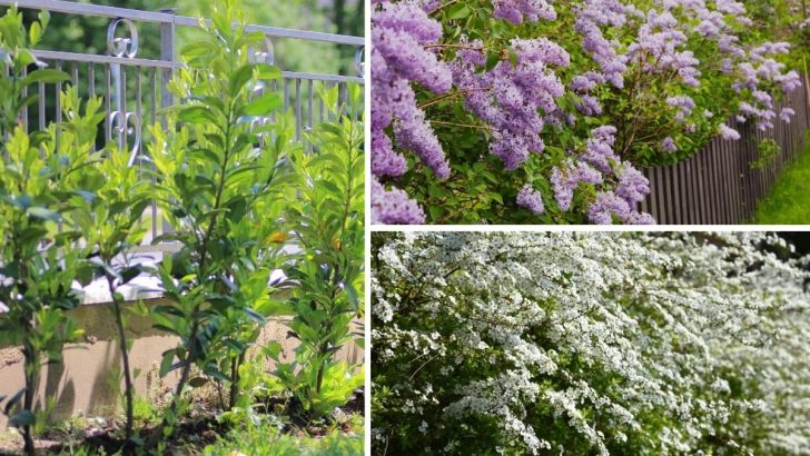 Looking for Privacy? These 14 Shrubs Grow Fast and Block Views