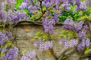 How To Grow And Control Wisteria