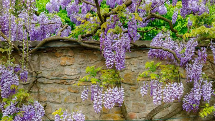 How To Grow And Control Wisteria