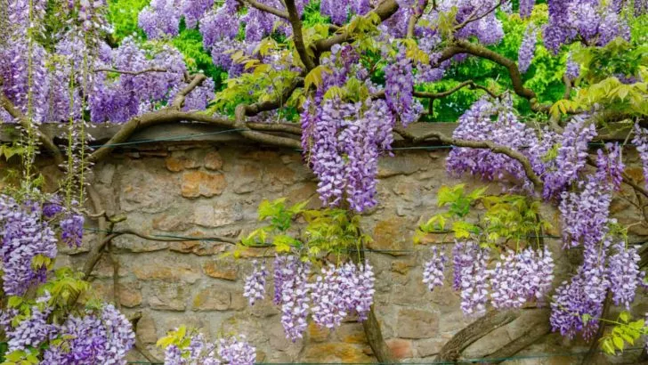 How To Grow And Control Wisteria