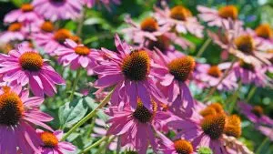 How to Harvest Your Coneflowers for Stunning Blooms Next Year