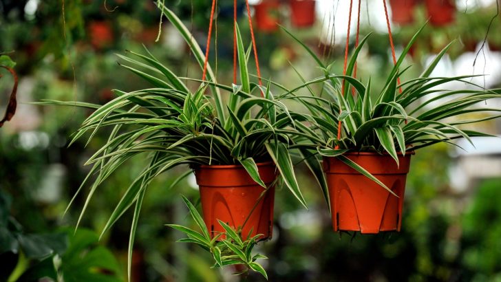 How to Make Your Spider Plant Bushier: 9 Top Tips and Tricks