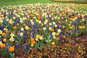 How to Transform Your Lawn into a Flower Wonderland with Naturalized Bulbs