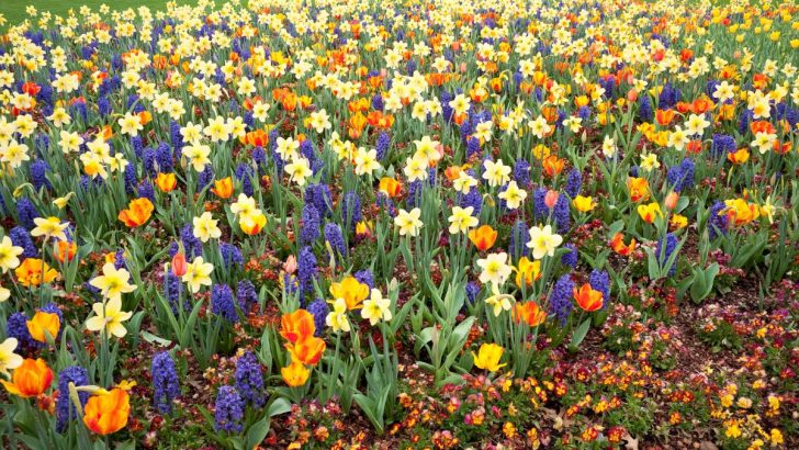 How to Transform Your Lawn into a Flower Wonderland with Naturalized Bulbs