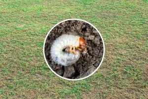 I Found Grubs in My Lawn Can I Still Save My Dying Grass