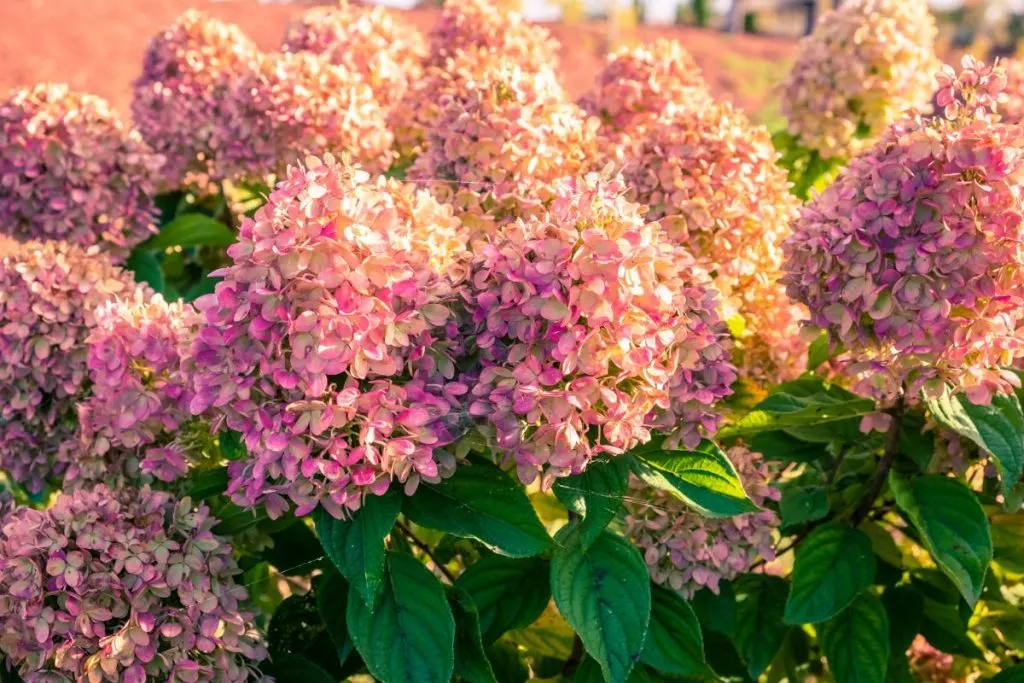 Is It Possible to Keep Your Garden Colorful All Fall Long These 7 Hydrangeas Say Yes