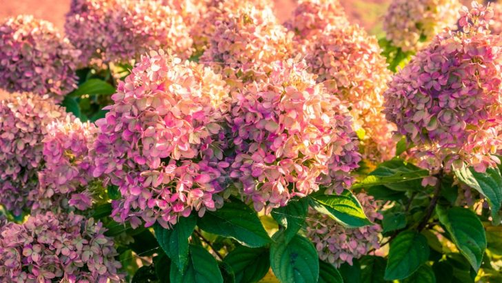 Is It Possible to Keep Your Garden Colorful All Fall Long? These 7 Hydrangeas Say Yes