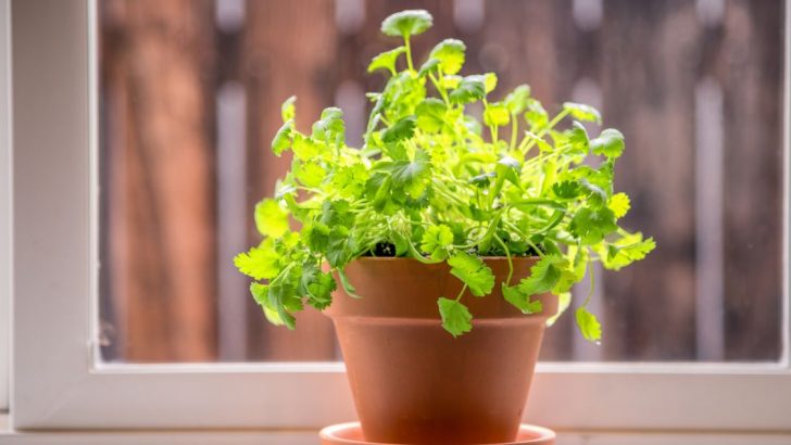 Is It Time to Rethink Growing Cilantro? Container Gardening Might Be the Answer