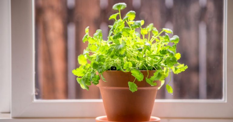 Is It Time to Rethink Growing Cilantro Container Gardening Might Be the Answer