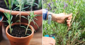 Is It True Anyone Can Propagate Lavender from Cuttings with Just 6 Simple Steps?