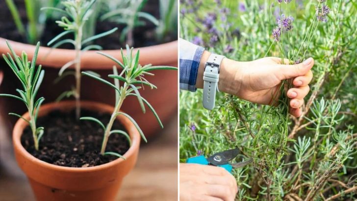 Is It True Anyone Can Propagate Lavender from Cuttings with Just 6 Simple Steps?