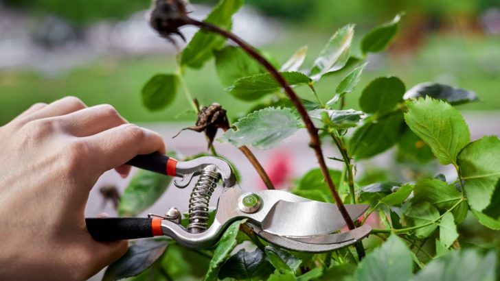 Is Skipping These 7 Fall Rose Care Tasks Ruining Your Summer Blooms?