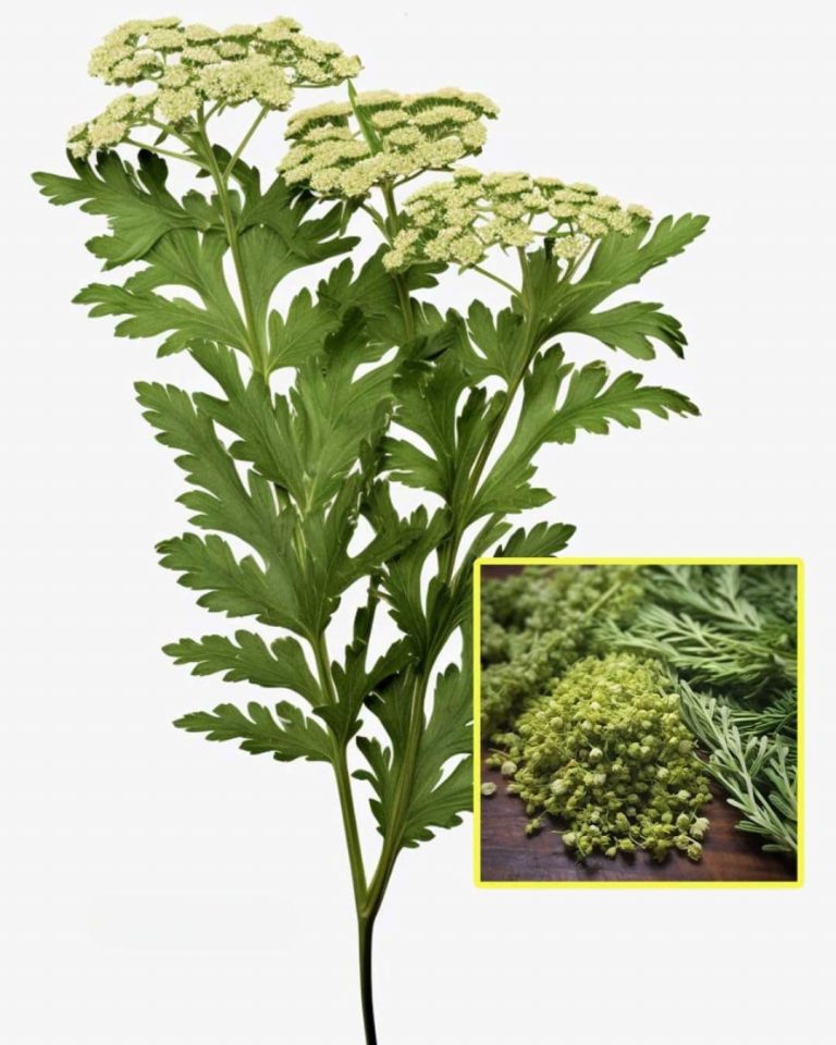 Is Yarrow Herb the Most Underrated Plant in the World? Discover Its Uses