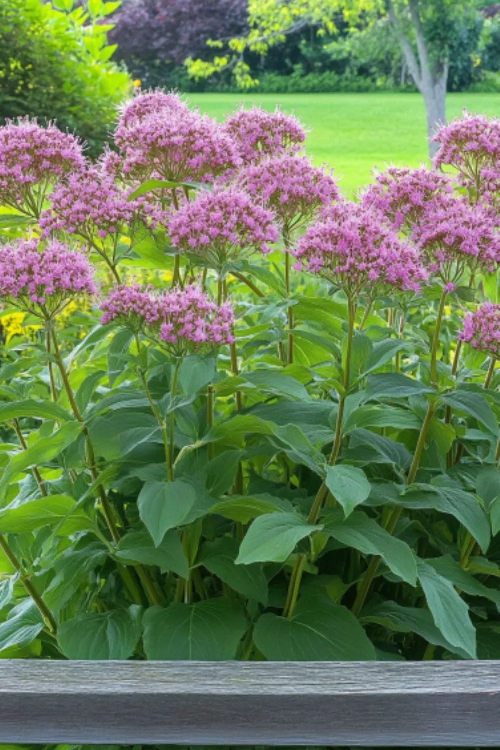 Joe Pye Weed (Eutrochium purpureum)