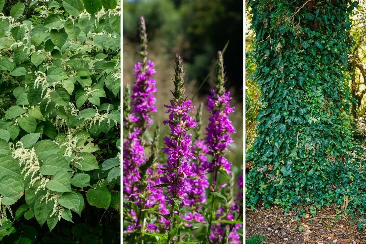 Keep These 7 Invasive Plants Out of Your Yard - Here’s Why