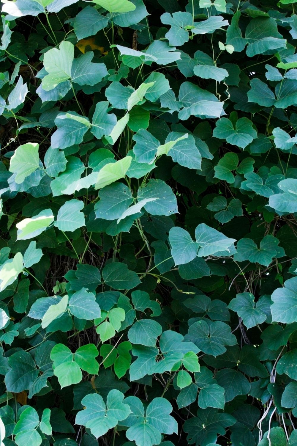 Kudzu