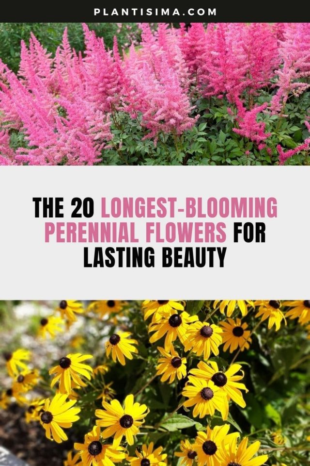The 20 LongestBlooming Perennial Flowers for Lasting Beauty