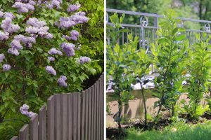 Looking for Privacy These 10 Shrubs Grow Fast and Block Views