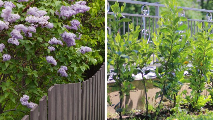 Looking for Privacy? These 10 Shrubs Grow Fast and Block Views