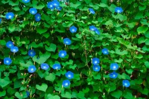 Morning Glory Could Attract Hummingbirds, But There’s a Hidden Downside You Need to Know