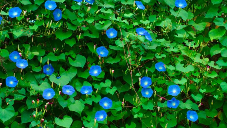 Morning Glory Could Attract Hummingbirds, But There’s a Hidden Downside You Need to Know