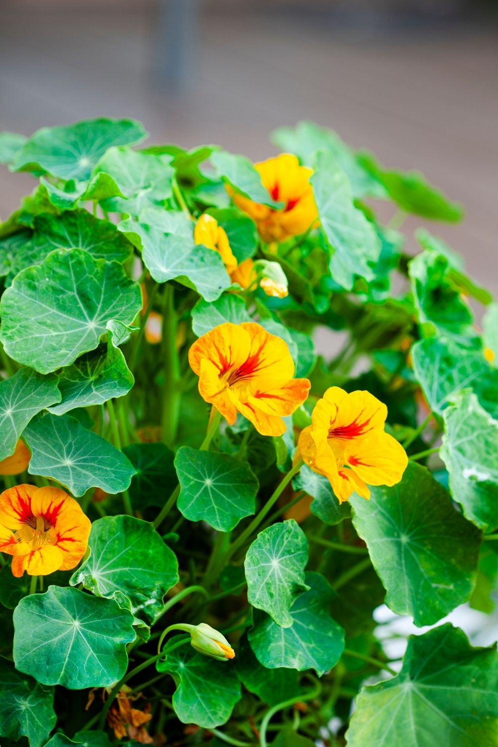 Nasturtium 2