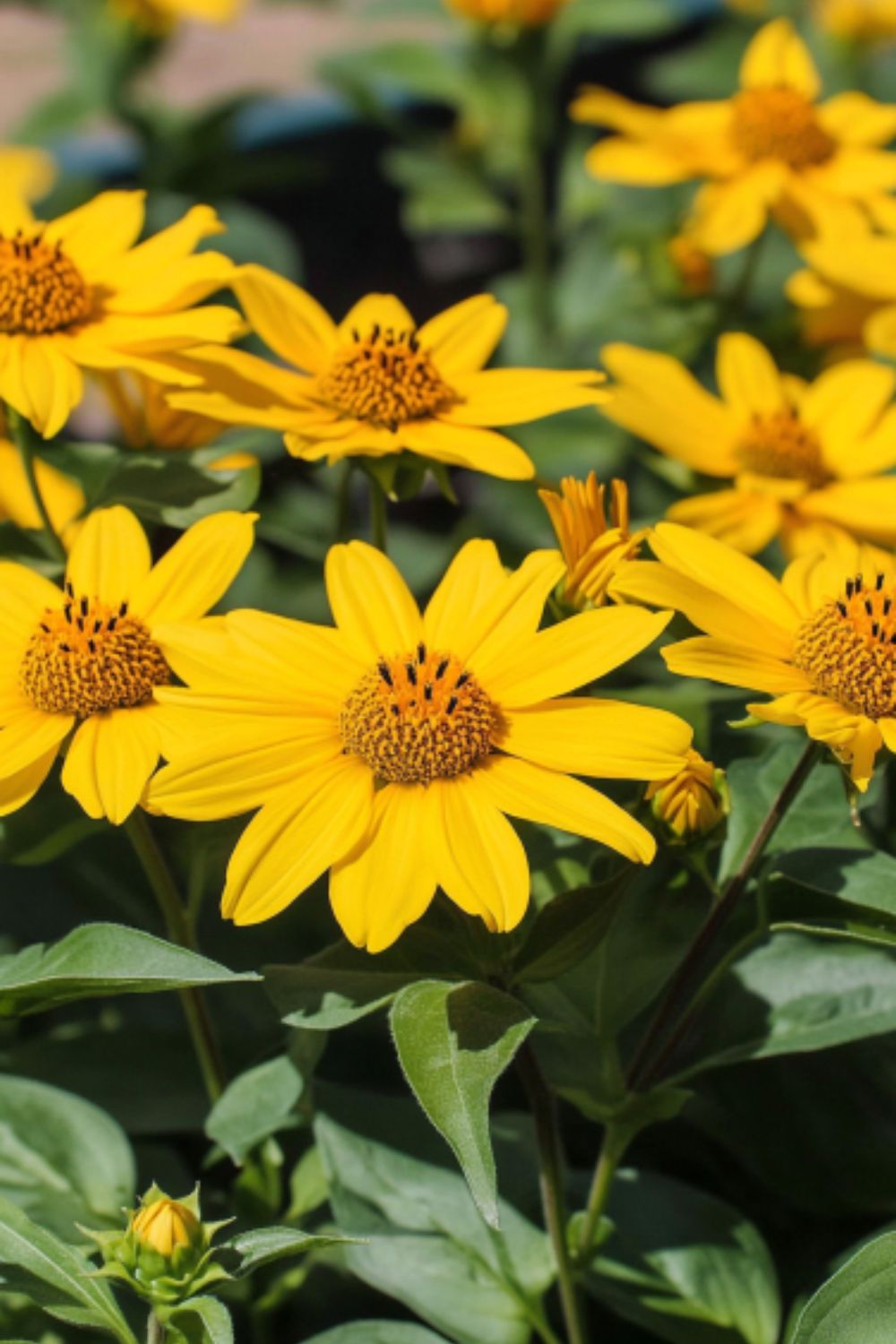 Perennial Sunflower (Helianthus)