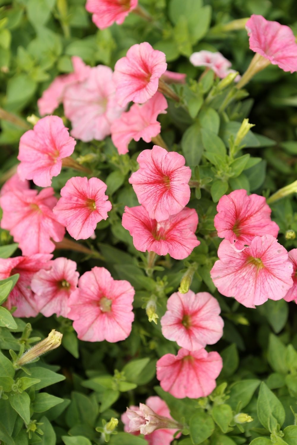 Pink Petunias