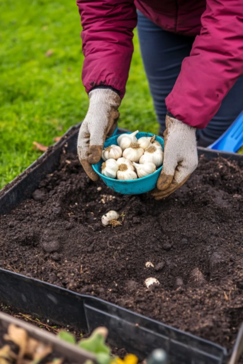 Plant Garlic