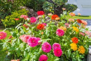 Plant Zinnias at Just the Right Time and Get a Garden Full of Stunning Blooms